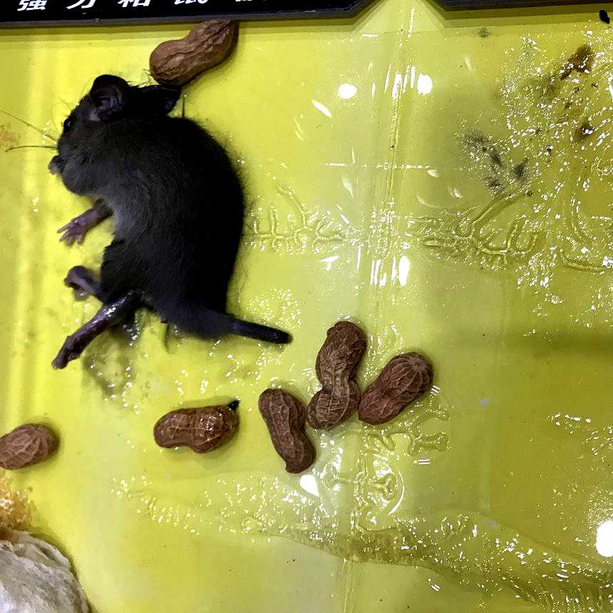 布局了好几天，终于抓住了你！（小老鼠）